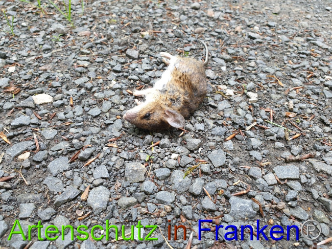 © Artenschutz in Franken® Bild zum Eintrag (1050865-160)