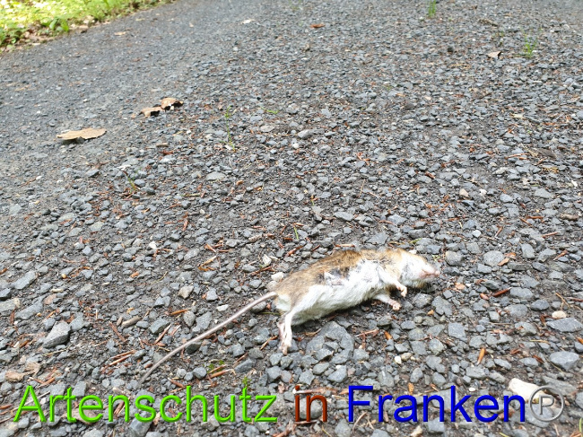 © Artenschutz in Franken® Bild zum Eintrag (1050869-160)