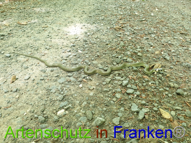 © Artenschutz in Franken® Bild zum Eintrag (1050872-160)