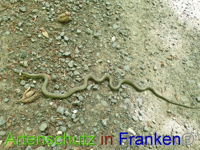 © Artenschutz in Franken® Bild zum Eintrag (1050874-160)