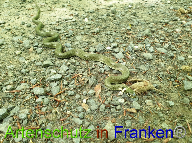 © Artenschutz in Franken® Bild zum Eintrag (1050879-160)