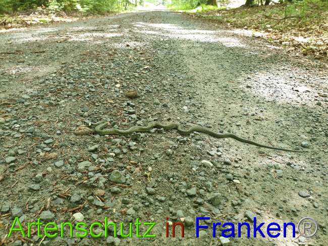 © Artenschutz in Franken® Bild zum Eintrag (1050880-160)