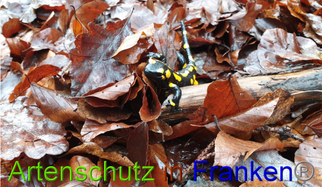© Artenschutz in Franken® Bild zum Eintrag (1050881-160)