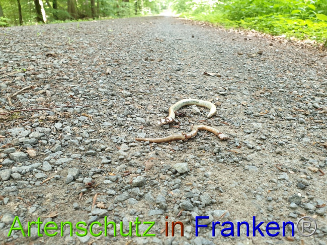 © Artenschutz in Franken® Bild zum Eintrag (1050884-160)