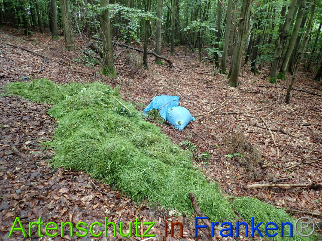 © Artenschutz in Franken® Bild zum Eintrag (1052176-160)