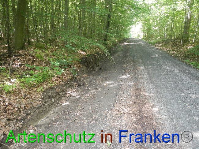 © Artenschutz in Franken® Bild zum Eintrag (1052823-160)