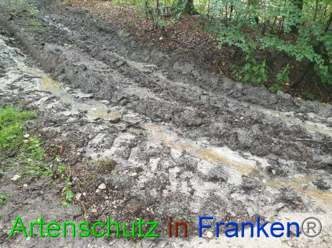 © Artenschutz in Franken® Bild zum Eintrag (1052856-160)