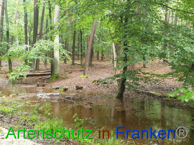 © Artenschutz in Franken® Bild zum Eintrag (1052857-160)