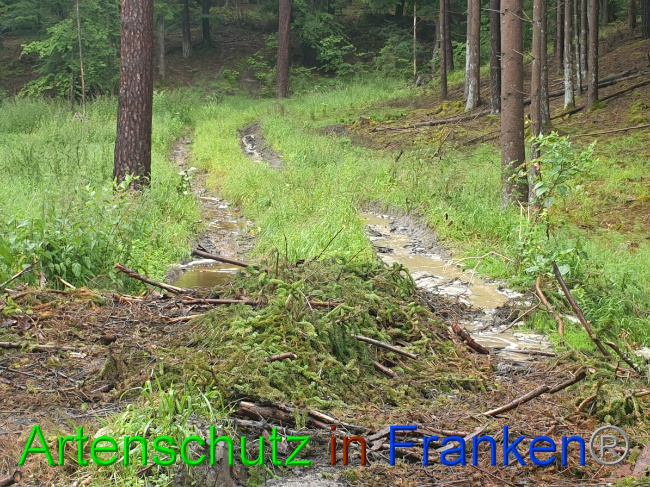 © Artenschutz in Franken® Bild zum Eintrag (1052859-160)