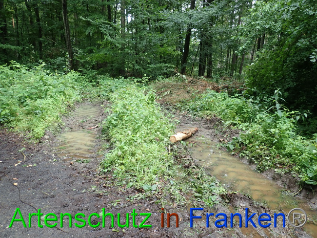 © Artenschutz in Franken® Bild zum Eintrag (1052860-160)