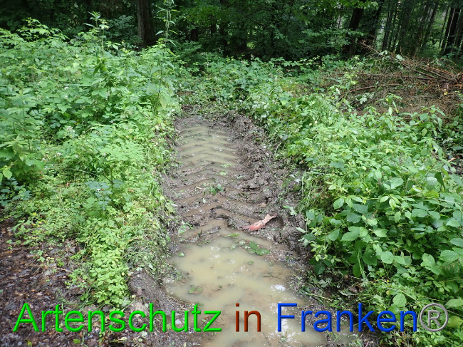 © Artenschutz in Franken® Bild zum Eintrag (1052861-160)