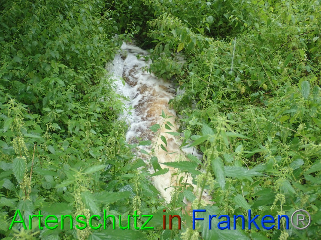 © Artenschutz in Franken® Bild zum Eintrag (1052863-160)