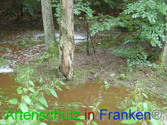 © Artenschutz in Franken® Bild zum Eintrag (1052864-160)