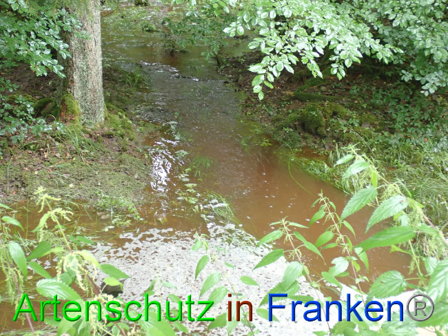 © Artenschutz in Franken® Bild zum Eintrag (1052865-160)