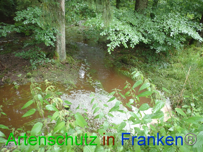 © Artenschutz in Franken® Bild zum Eintrag (1052866-160)