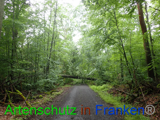 © Artenschutz in Franken® Bild zum Eintrag (1052868-160)