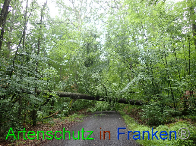© Artenschutz in Franken® Bild zum Eintrag (1052869-160)