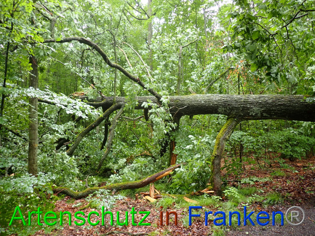 © Artenschutz in Franken® Bild zum Eintrag (1052870-160)