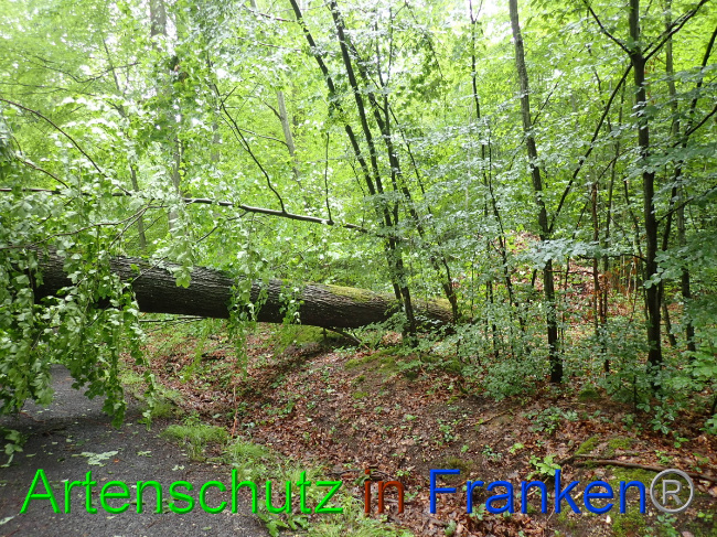 © Artenschutz in Franken® Bild zum Eintrag (1052872-160)