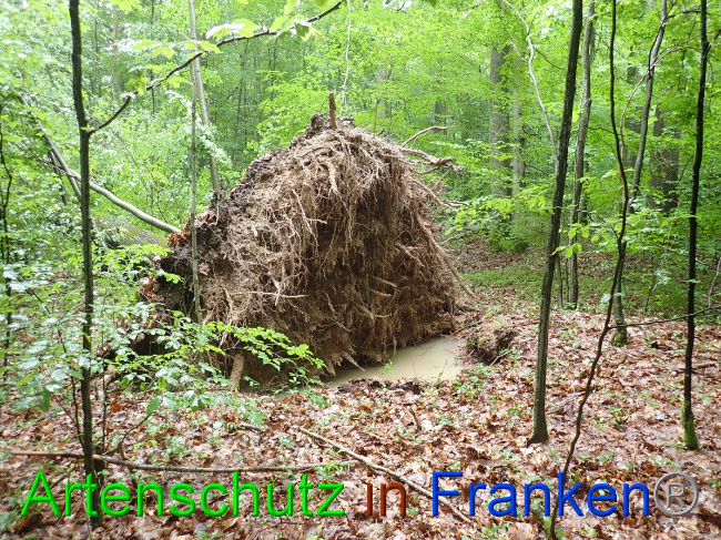 © Artenschutz in Franken® Bild zum Eintrag (1052873-160)