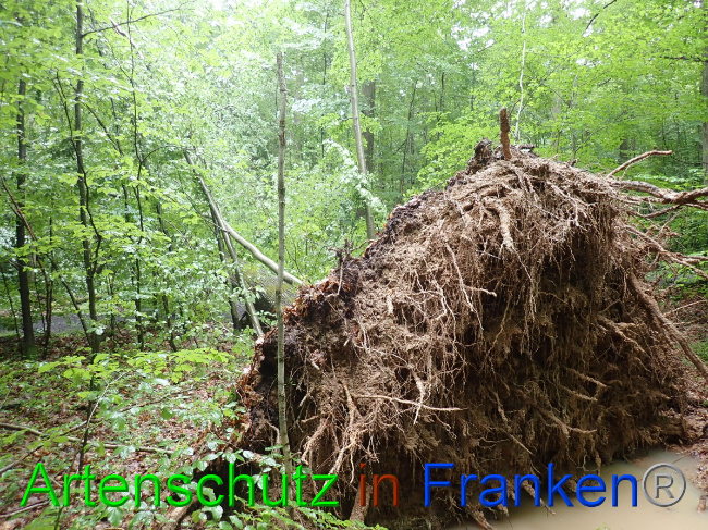 © Artenschutz in Franken® Bild zum Eintrag (1052874-160)