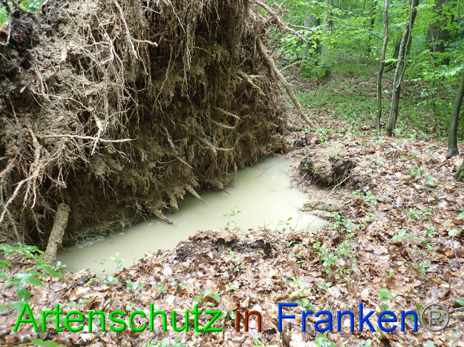 © Artenschutz in Franken® Bild zum Eintrag (1052876-160)