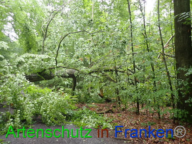 © Artenschutz in Franken® Bild zum Eintrag (1052878-160)