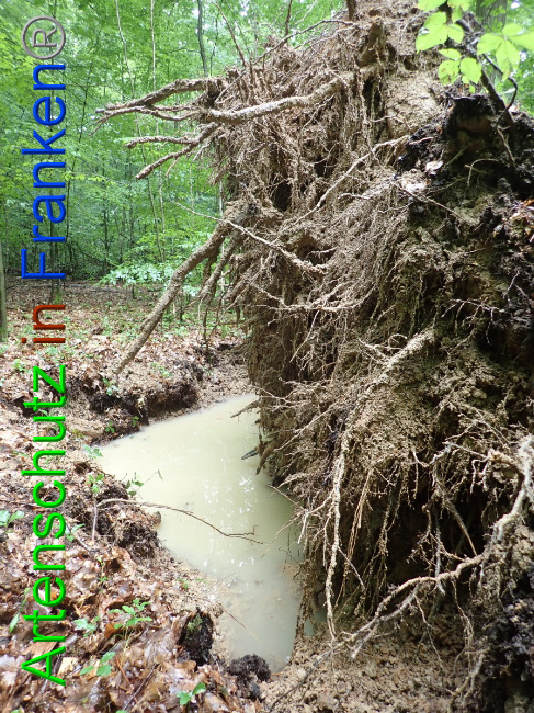 © Artenschutz in Franken® Bild zum Eintrag (1052879-160)