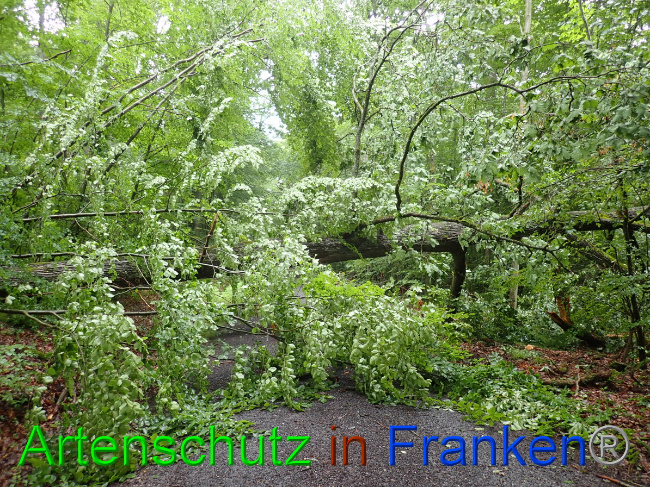 © Artenschutz in Franken® Bild zum Eintrag (1052881-160)