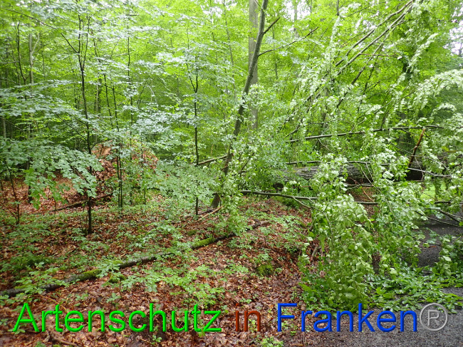 © Artenschutz in Franken® Bild zum Eintrag (1052882-160)
