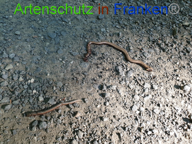 © Artenschutz in Franken® Bild zum Eintrag (1055549-160)