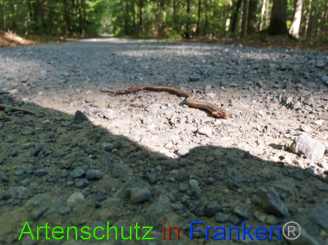 © Artenschutz in Franken® Bild zum Eintrag (1055550-160)