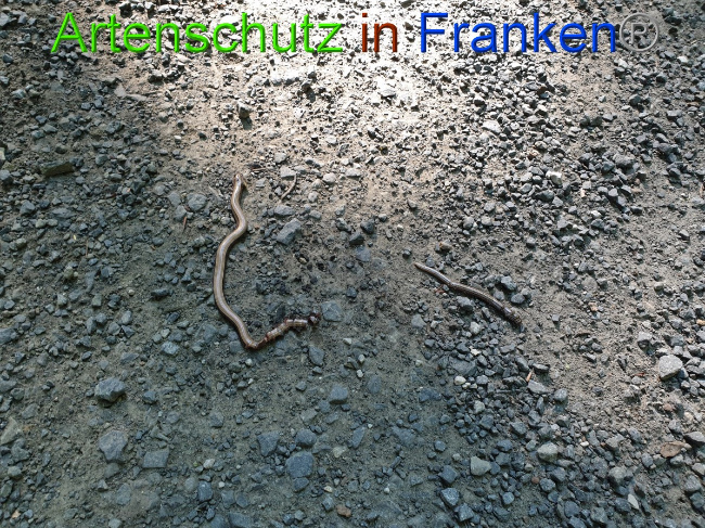© Artenschutz in Franken® Bild zum Eintrag (1055551-160)