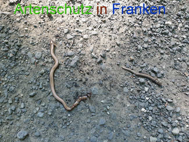 © Artenschutz in Franken® Bild zum Eintrag (1055552-160)