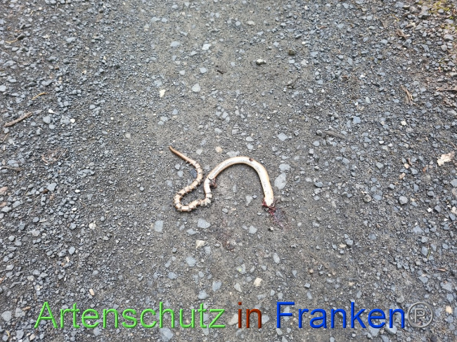 © Artenschutz in Franken® Bild zum Eintrag (1055970-160)