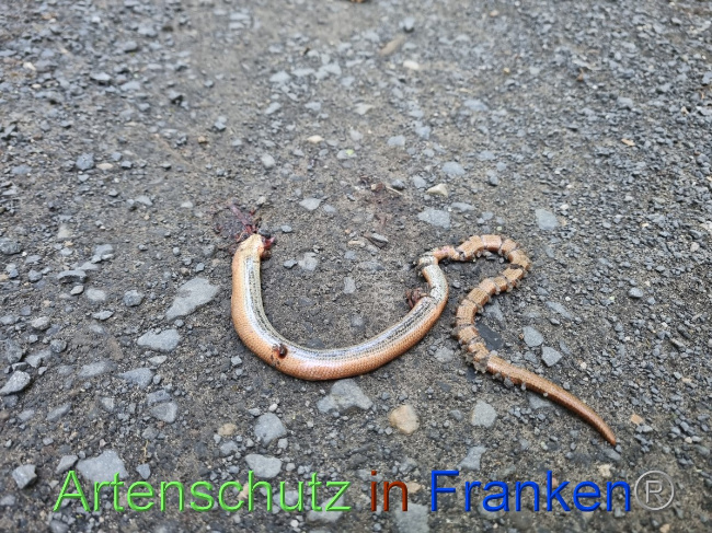 © Artenschutz in Franken® Bild zum Eintrag (1055974-160)