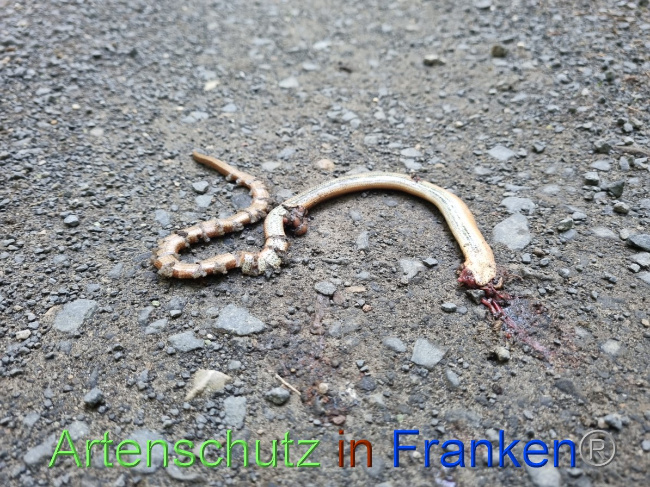 © Artenschutz in Franken® Bild zum Eintrag (1055977-160)