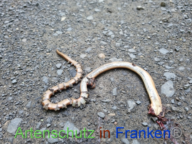 © Artenschutz in Franken® Bild zum Eintrag (1055978-160)