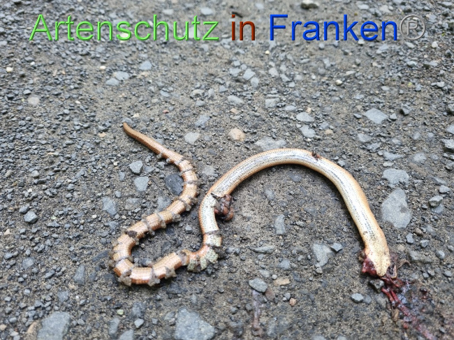 © Artenschutz in Franken® Bild zum Eintrag (1055979-160)