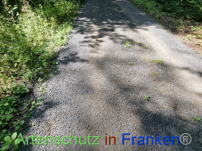 © Artenschutz in Franken® Bild zum Eintrag (1055982-160)