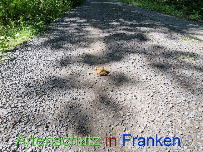 © Artenschutz in Franken® Bild zum Eintrag (1055985-160)