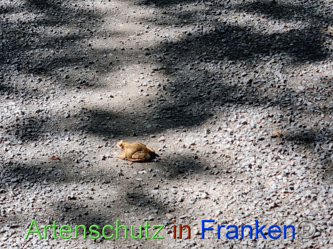 © Artenschutz in Franken® Bild zum Eintrag (1055986-160)