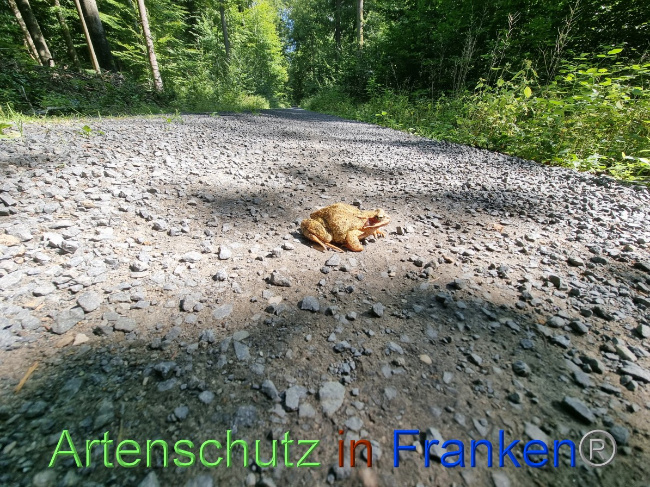 © Artenschutz in Franken® Bild zum Eintrag (1055988-160)