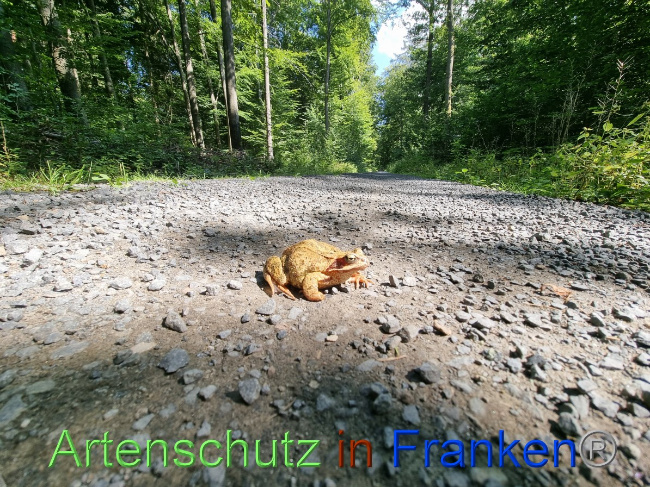 © Artenschutz in Franken® Bild zum Eintrag (1055990-160)