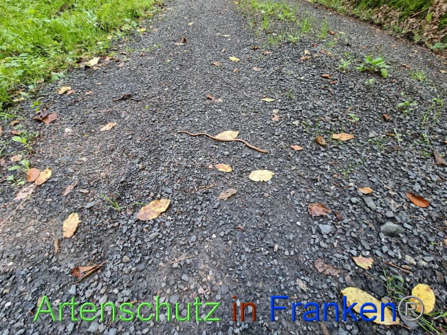 © Artenschutz in Franken® Bild zum Eintrag (1055993-160)
