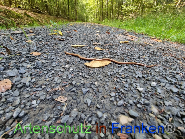 © Artenschutz in Franken® Bild zum Eintrag (1055994-160)