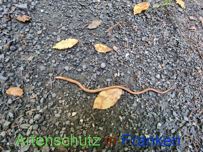 © Artenschutz in Franken® Bild zum Eintrag (1055995-160)