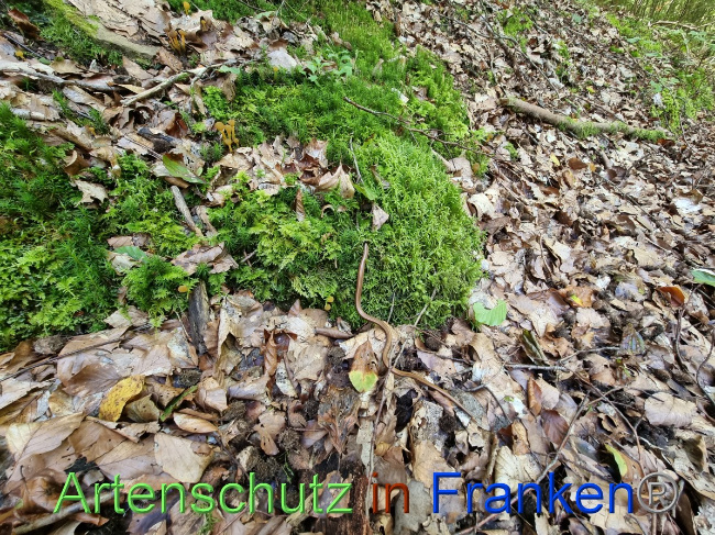 © Artenschutz in Franken® Bild zum Eintrag (1055996-160)