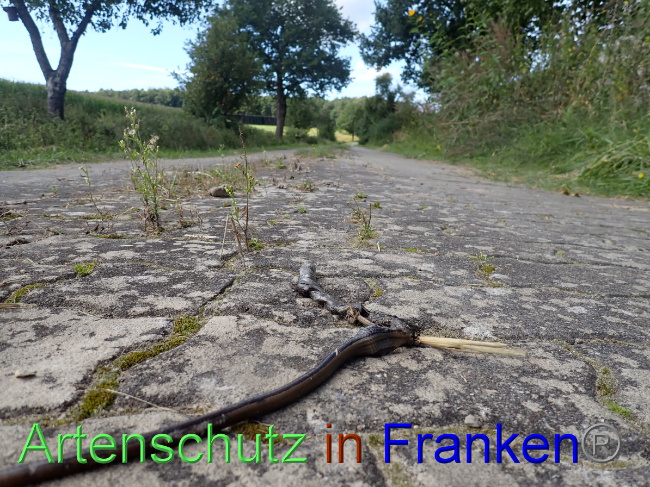 © Artenschutz in Franken® Bild zum Eintrag (1056458-160)