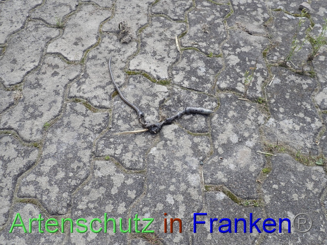 © Artenschutz in Franken® Bild zum Eintrag (1056459-160)